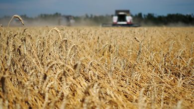 Photo of В России зафиксирован рост урожайности пшеницы
