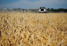 Photo of Минсельхоз: Россия в 2020 году соберет второй по объему урожай зерна в истории