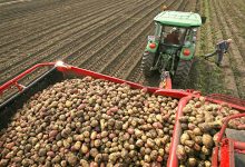 Photo of Россия может войти в топ-3 производителей картофеля в мире