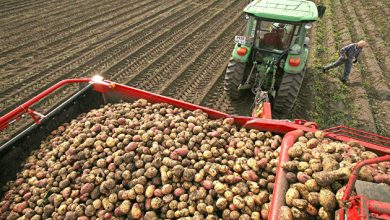 Photo of Россия может войти в топ-3 производителей картофеля в мире