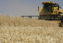 Photo of Цена пшеницы в России обновила рекорд