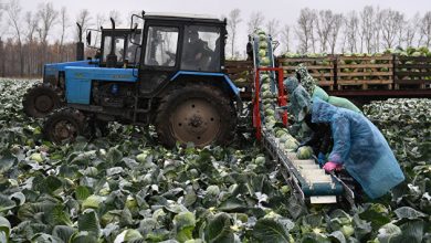 Photo of Российское сельское хозяйство — ложка меда в бочке дегтя