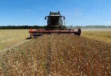Photo of Россия к 14 января увеличила экспорт пшеницы на 22,6%