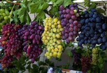 Photo of Правительство расширило функционал реестра виноградных насаждений