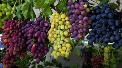 Photo of Правительство расширило функционал реестра виноградных насаждений