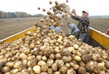 Photo of Фермеры предложили пустить в продажу клубни картофеля меньшего калибра