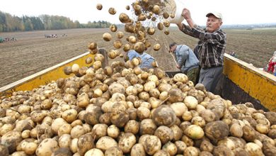 Photo of Фермеры предложили пустить в продажу клубни картофеля меньшего калибра