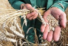 Photo of Украина экспортировала более 27 миллионов тонн зерновых культур