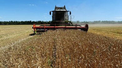 Photo of Минсельхоз предлагает поднять пошлину на экспорт пшеницы