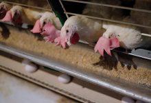 Photo of Южная Корея уничтожила 21,7 миллиона птиц на фермах из-за птичьего гриппа