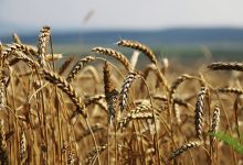 Photo of Власти раскрыли параметры пошлин на экспорт пшеницы