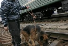 Photo of В России изменились правила перевозки животных в поездах