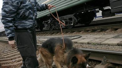 Photo of В России изменились правила перевозки животных в поездах