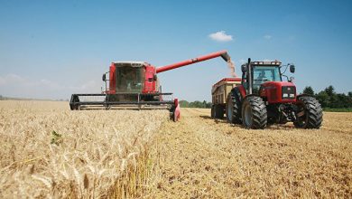 Photo of Россия может свернуть производство премиальной пшеницы после ограничений