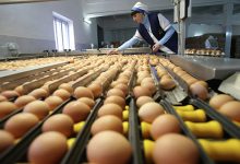 Photo of В России может быть ограничена поддержка экспорта масла и яиц