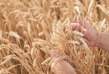 Photo of Россия увеличила экспорт пшеницы на 20,8%