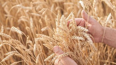 Photo of Россия увеличила экспорт пшеницы на 20,8%