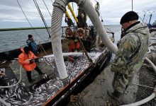 Photo of Названа дата, когда рыбаки будут перерабатывать всю добытую в России рыбу