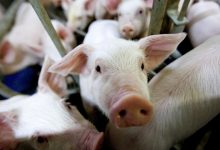 Photo of Производители рассказали, вырастут ли оптовые цены на свинину в этом году