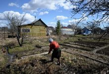 Photo of Грядки на садовых участках россиян начали постепенно вытеснять газоны