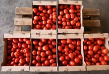 Photo of Минсельхоз увеличивает квоту на ввоз томатов из Турции
