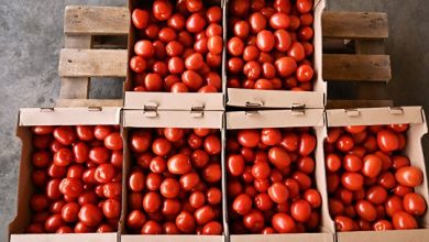 Photo of Минсельхоз увеличивает квоту на ввоз томатов из Турции
