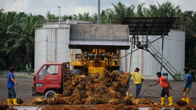 Photo of Россия значительно увеличила импорт пальмового масла