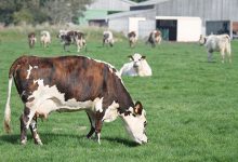 Photo of Для снижения парникового эффекта на коров наденут намордники