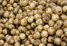 Photo of Эксперт рассказал, появится ли в магазинах картофель «эконом-класса»