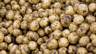 Photo of Эксперт рассказал, появится ли в магазинах картофель «эконом-класса»