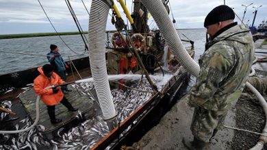 Photo of СМИ узнало о скором подорожании рыбы в России