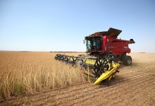 Photo of Эксперты отметили рост экспортных цен на пшеницу до максимума за 9 лет