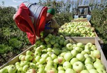 Photo of Россия запретила ввоз яблок и груш одной из сербских компаний