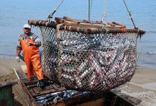 Photo of Россия стала покупать больше импортных креветок и лосося