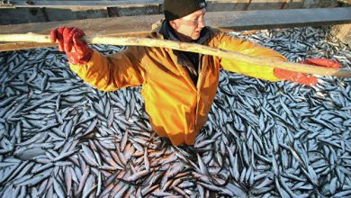 Photo of Сахалинскую рыбодобывающую компанию заподозрили в контрабанде