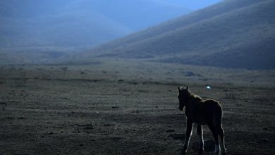 Photo of Власти Киргизии пояснили, когда будет восстановлено энергоснабжение