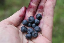 Photo of Минсельхоз рассказал о рекордном уродаже плодов и ягод в России