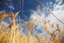 Photo of Россия снизила экспорт пшеницы
