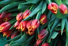 Photo of Флористы раскрыли цены на цветы к 14 февраля
