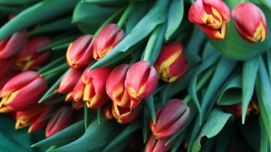 Photo of Флористы раскрыли цены на цветы к 14 февраля