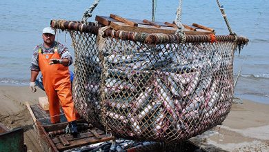 Photo of Ученые увеличили рекомендуемый вылов лососей в 2022 году