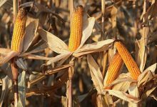 Photo of Планируется разработка подпрограммы развития селекции кукурузы