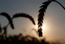 Photo of Российское зерно пользуется спросом, несмотря на растущие затраты