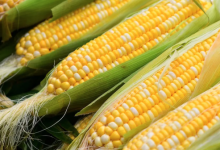 Photo of Цены на кукурузу и сою близки к рекордам