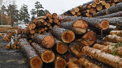 Photo of Эксперт оценил перспективы экспорта древесины из России