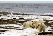 Photo of США отказываются от политики Трампа в отношении запасов нефти в Арктике на Аляске