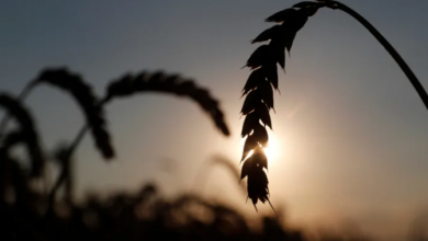 Photo of Засуха помешает французской пшенице спасти мир от дефицита