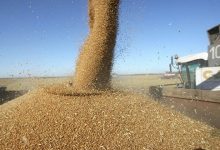 Photo of Китай: нужен «зеленый коридор» для экспорта зерна с Украины и из России