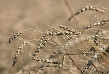 Photo of В ООН назвали украинские потери урожая озимой пшеницы