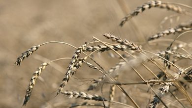 Photo of В ООН назвали украинские потери урожая озимой пшеницы